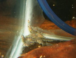 Peckoltia sp. (L140)