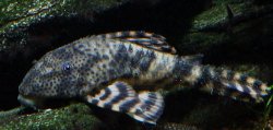 Peckoltia sp. (L205)