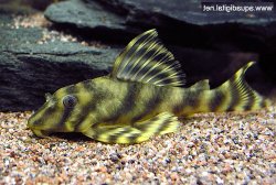 Peckoltia sp. (L211) - Click for species page