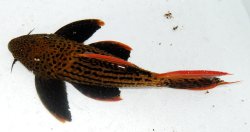 Pseudacanthicus pirarara