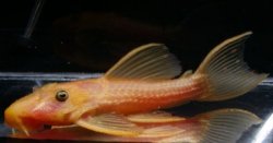 Pseudacanthicus sp. (2) - Click for species page