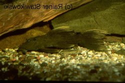 Pseudacanthicus sp. (L179)