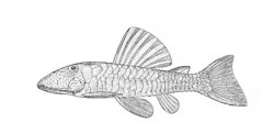 Pseudancistrus papariae