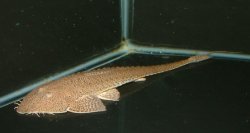 Pseudohemiodon platycephalus - Click for species page
