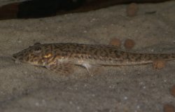 Pseudohemiodon thorectes - Click for species page