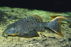 Pseudorinelepis sp. (L095)