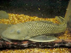 Pterygoplichthys ambrosettii - Click for species page