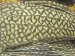 Pterygoplichthys ambrosettii