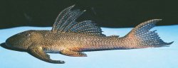 Pterygoplichthys chrysostiktos - Click for species page