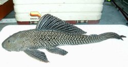 Pterygoplichthys disjunctivus - Click for species page