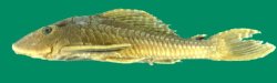 Pterygoplichthys etentaculatus - Click for species page
