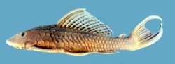 Pterygoplichthys multiradiatus