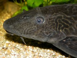 Pterygoplichthys pardalis