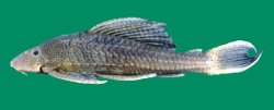 Pterygoplichthys zuliaensis