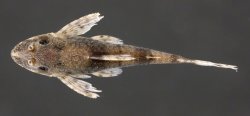 Rhinotocinclus britskii