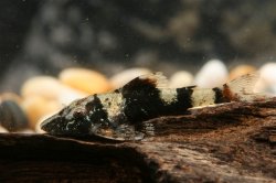 Rhinotocinclus isabelae