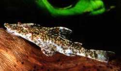 Rhinotocinclus pilosus - Click for species page