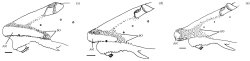 Rineloricaria isaaci
