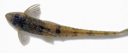 Rineloricaria magdalenae - Click for species page