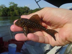 Scobinancistrus cf. pariolispos