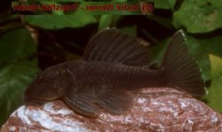 Spectracanthicus sp. (L363) - Click for species page