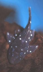 Spectracanthicus sp. (L254)