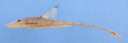 Sturisomatichthys caquetae