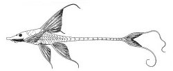 Sturisomatichthys festivus