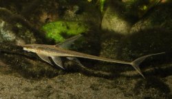Sturisomatichthys panamensis - Click for species page