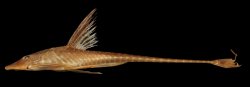 Sturisomatichthys tamanae