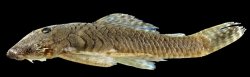 Transancistrus santarosensis - Click for species page