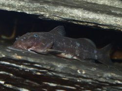 Chiloglanis congicus - Click for species page