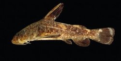 Chiloglanis macropterus - Click for species page