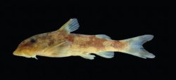 Chiloglanis occidentalis - Click for species page