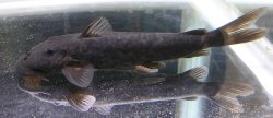 Euchilichthys guentheri - Click for species page