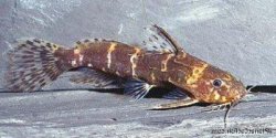 Microsynodontis batesii - Click for species page