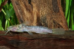 Microsynodontis polli