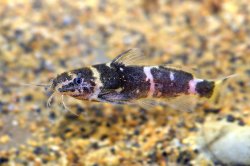 Microsynodontis sp. (1)