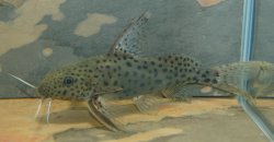 Synodontis acanthomias - Click for species page