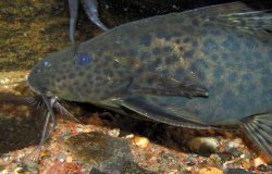 Synodontis acanthomias