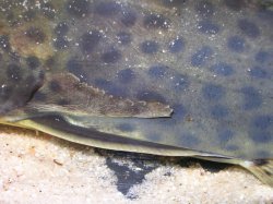 Synodontis acanthomias