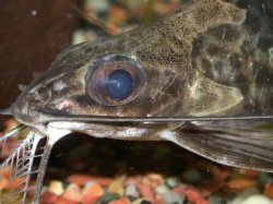 Synodontis alberti