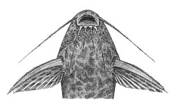 Synodontis albolineatus