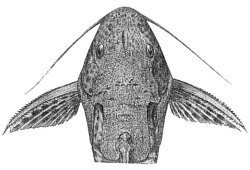 Synodontis albolineatus