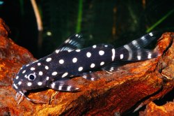 Synodontis angelicus - Click for species page
