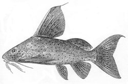 Synodontis ansorgii