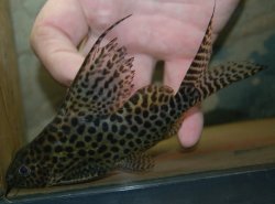 Synodontis ansorgii