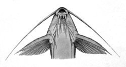 Synodontis arnoulti