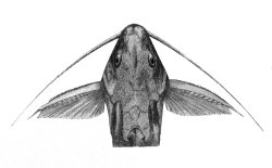 Synodontis arnoulti