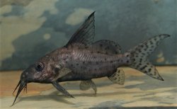 Synodontis batensoda